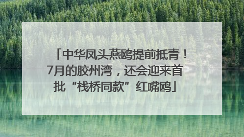 中华凤头燕鸥提前抵青！7月的胶州湾，还会迎来首批“栈桥同款”红嘴鸥